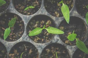 Greenery of young plant and seedling are growing in the pot. photo