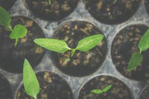Greenery of young plant and seedling are growing in the pot. photo