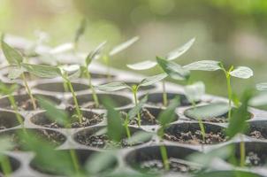 Greenery of young plant and seedling are growing in the pot. photo