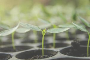 el verdor de las plantas jóvenes y las plántulas crecen en la maceta. foto