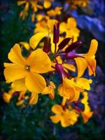 Flower blossom close up nature background photo