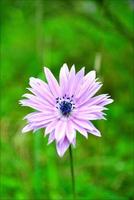 flor flor de cerca la naturaleza de fondo foto