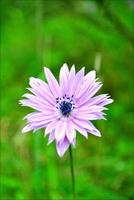 Flower blossom close up nature background photo