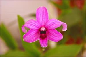 Flower blossom close up nature background prints photo