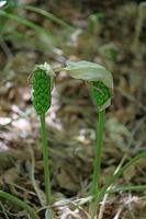 Poisonous flower arum creticum araceae family crete island prints photo