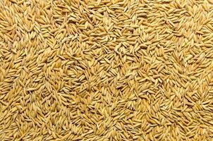 Background and wallpaper by pile of paddy rice and rice seed. photo