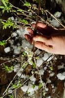 Snow with blooming cherry tree branch photo