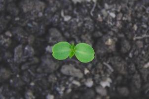 Greenery of young plant and seedling are growing in the soil. photo