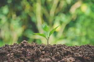 Greenery of young plant and seedling are growing in the soil. photo