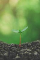 Greenery of young plant and seedling are growing in the soil. photo