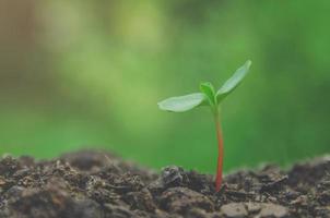 Greenery of young plant and seedling are growing in the soil. photo