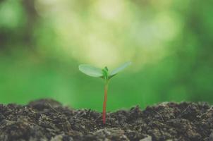 el verdor de plantas jóvenes y plántulas están creciendo en el suelo. foto