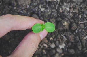 el verdor de plantas jóvenes y plántulas están creciendo en el suelo. foto