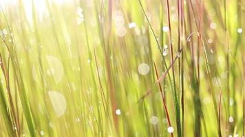 Bokeh dew drops in grass and the rice plant when the sun rises video