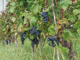 Vineyard for wine making photo