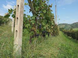 Vineyard for wine making photo