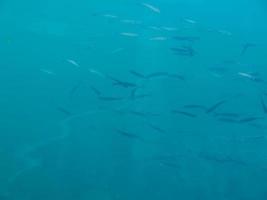 Fishes under water photo