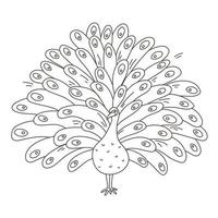 Peacock black outline contour, bird with big feather tail illustration