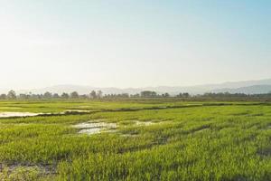 paisaje de plántulas de arroz y campos verdes, granjas con plántulas de arroz foto