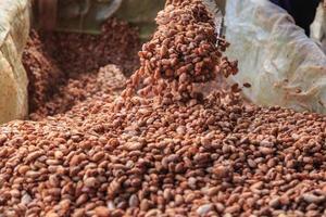 Fermenting cocoa beans to make chocolate photo