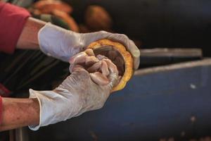 Raw cacao pods open with hand holding photo