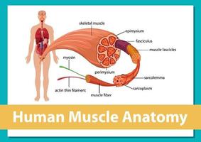 anatomía del músculo humano con anatomía del cuerpo vector