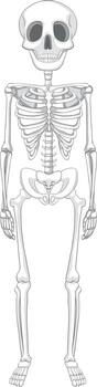Isolated human skeleton anatomy vector