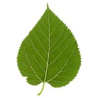 White mulberry tree leaf isolated over white photo