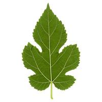 White mulberry tree leaf isolated over white photo