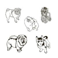 set of outline illustrations with dogs of different breeds vector