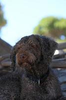 Brown dog portrait macro lagotto romagnolo truffle hunter crete greece photo