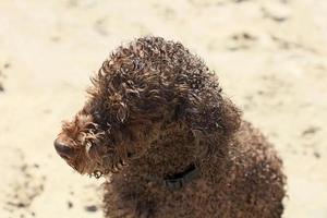 Brown dog portrait macro lagotto romagnolo truffle hunter crete greece photo