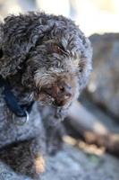 Brown dog portrait macro lagotto romagnolo truffle hunter crete greece photo