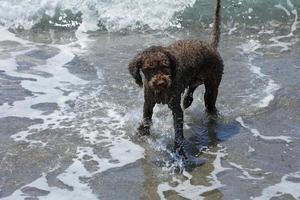 Brown dog portrait macro lagotto romagnolo truffle hunter crete greece photo