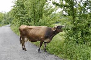 beautiful big milk cow grazes on green meadow photo