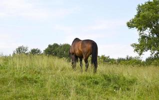 Hermoso semental de caballo marrón salvaje en la pradera de flores de verano foto