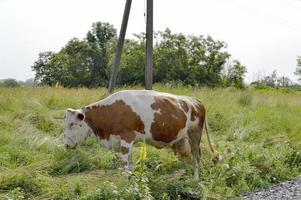 beautiful big milk cow grazes on green meadow photo