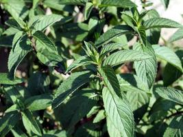 planta de menta, mentha piperita foto