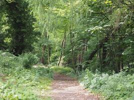 Path in the woods photo