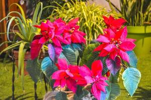 festival de las flores en girona temps de flors, españa. 2018 foto