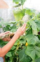 Hermosa joven cosechando pepinos frescos en invernadero