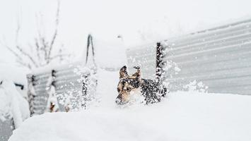 Adorable perro de raza mixta jugando en la nieve en el patio trasero foto