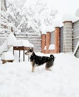 Beautiful mixed breed dog playing in the snow in the backyard photo