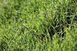 Green grass leaves close up background nature prints fifty megapixels photo