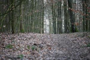 carretera en el fondo del bosque alemán stock photography impresiones de alta calidad foto