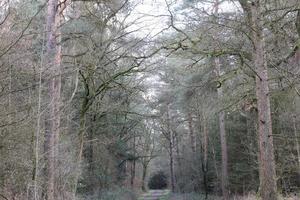 Road in german forest background stock photography high quality prints photo