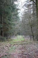 carretera en el fondo del bosque alemán stock photography impresiones de alta calidad