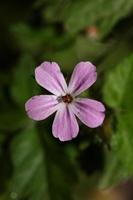 Wild violet flower geranium robertianum family geraniaceae modern photo