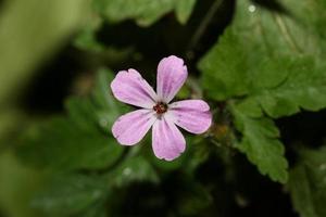 Wild violet flower geranium robertianum family geraniaceae modern photo