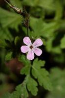 Wild violet flower geranium robertianum family geraniaceae modern photo